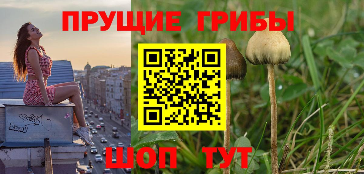 Псилоцибиновые грибы Cubensis Алексин